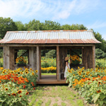 Tournesols, pommes et labyrinthes : l’automne s’installe dans Vaudreuil-Soulanges