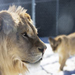 L’Hôtel de la Cité Perdue : une incursion dans la jungle… dans Lanaudière!