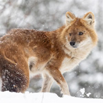Visitez le Zoo de Granby pour une sortie de fin de semaine en famille